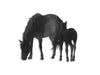 Metal Horse and Colt